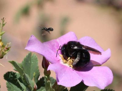 From left, small and large carpenter bees (Ceratina and Xylocopa, respectively, visit a wild rose in Grand Staircase-Escalante National Monument.
