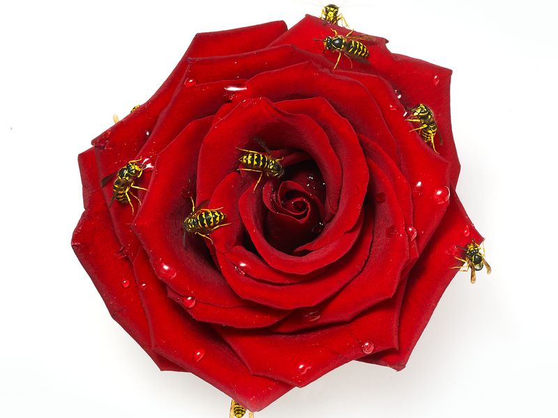 Wasps Pollinating a Rose Smithsonian Photo Contest Smithsonian Magazine