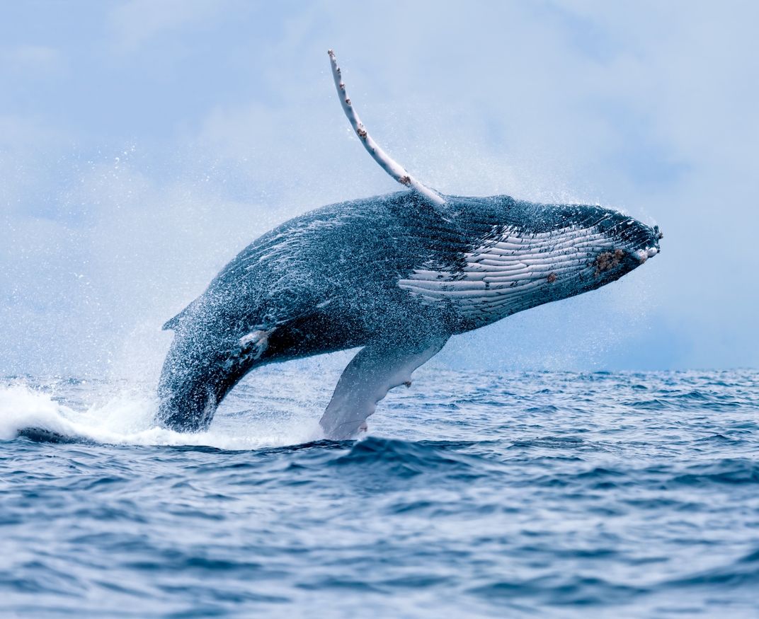 Breaching humpback whale