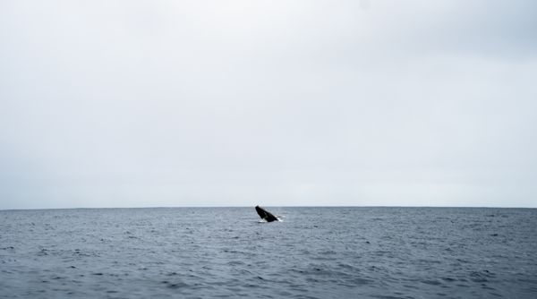 Whale Breach thumbnail
