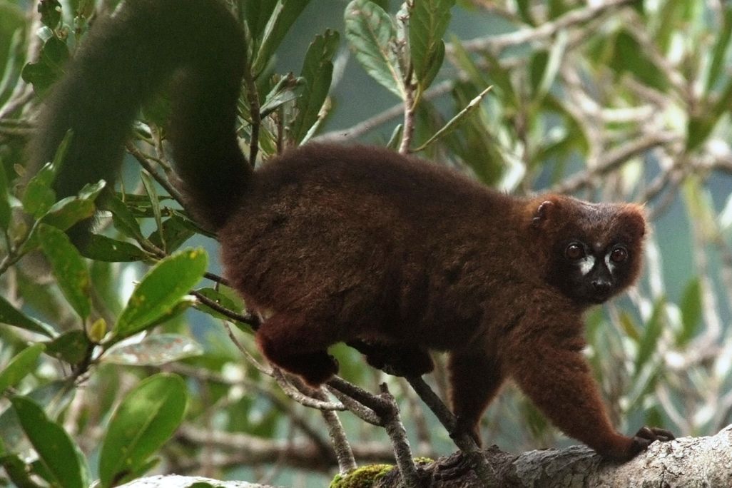 red-bellied lemur