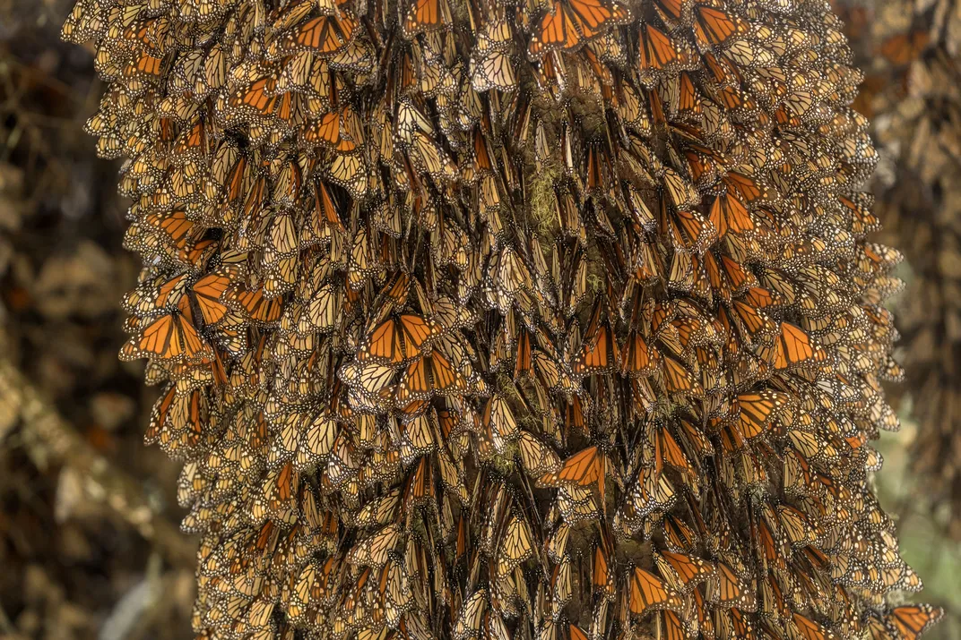 Monarch butterflies