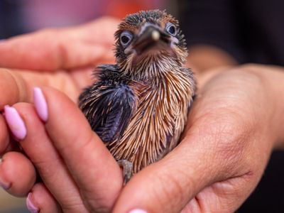 Four Rare Guam Kingfisher Chicks Hatch at Virginia Facility, Making an 'Incredibly Valuable' Addition to the Small Population of Extinct-in-the-Wild Birds image