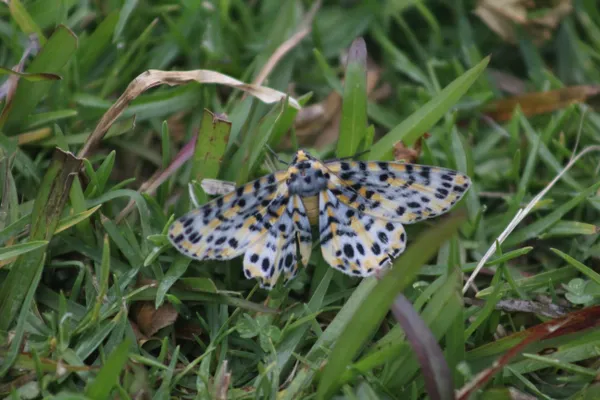 Blue-lined Moth in Lamington National Park thumbnail