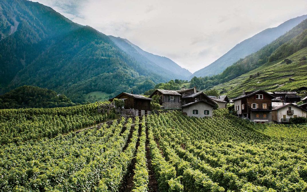 A vineyard in the village of Le Perrey