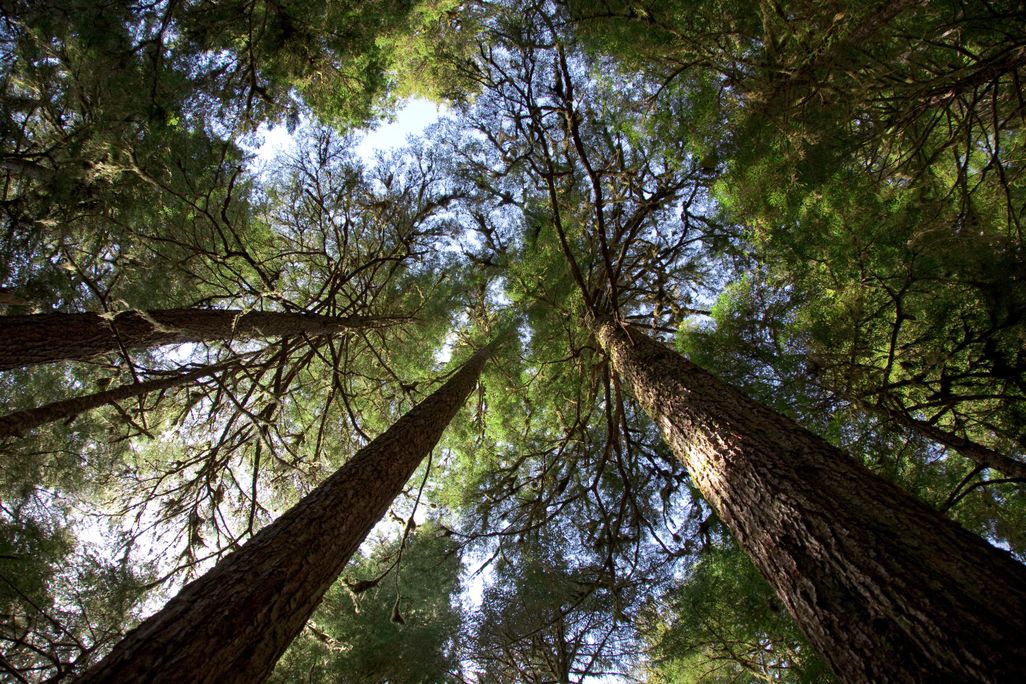 Tongass National Forest: Prince of Wales Island, Alaska