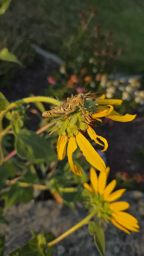 Grasshopper on Sunflower thumbnail