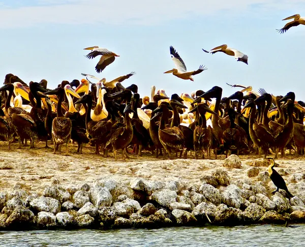 Great White Pelicans in Flight Formation to Feed Their Ravenous Black Colored Chicks thumbnail