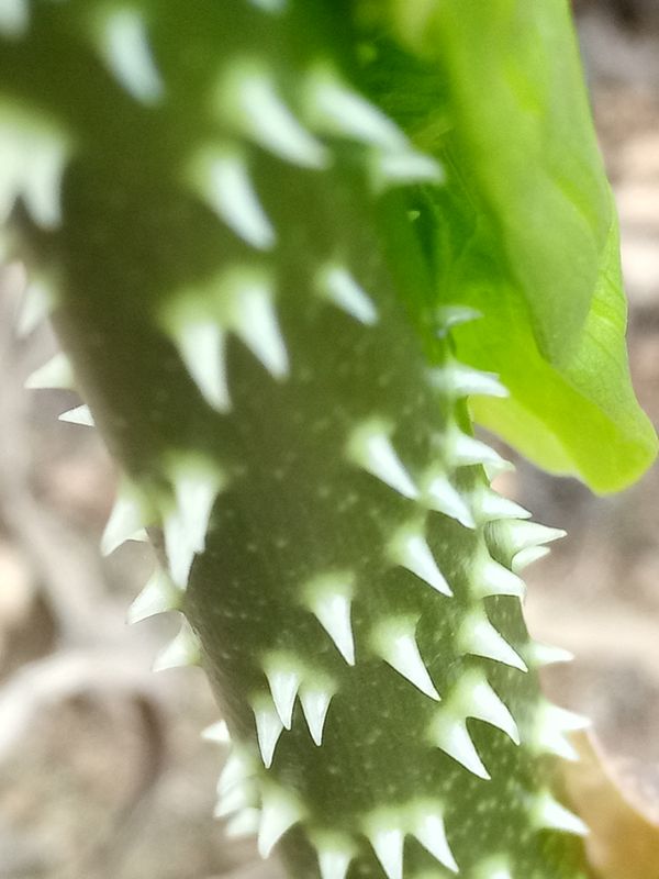A closeup snap of a wild plant  thumbnail