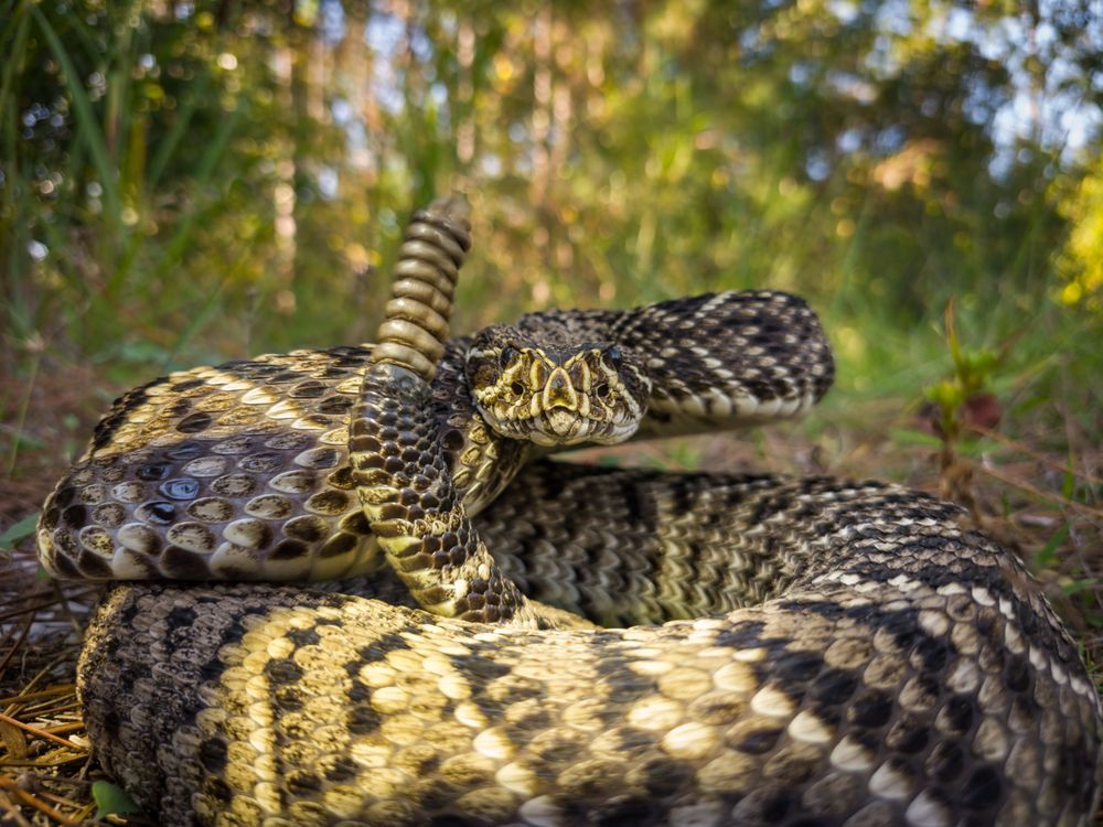 Coiled Warning: Rattlesnake at Ground Level | Smithsonian Photo Contest ...
