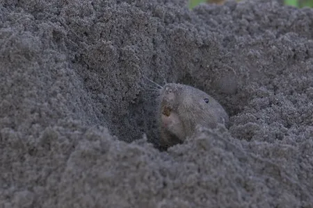 The gophers spend most of their time underground and only venture to the outside world to forage for food or mate.