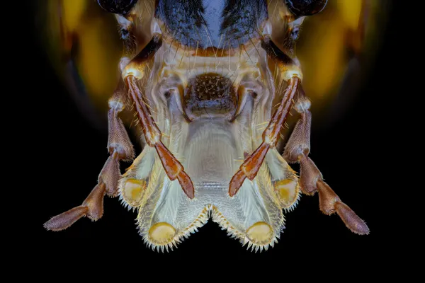 Tounge of a paper wasp thumbnail