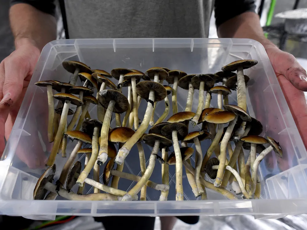 Plastic tub of mushrooms