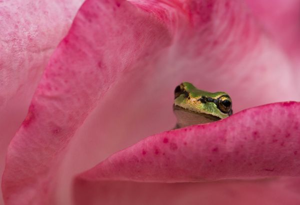 A tiny Pacific chorus frog on a pink rose thumbnail