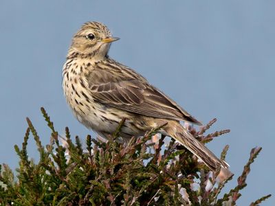 Sixty-eight percent of meadow pipits have disappeared from the French countryside. 