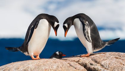 See 15 Adorable Photos of Playful, Picture-Perfect Penguins