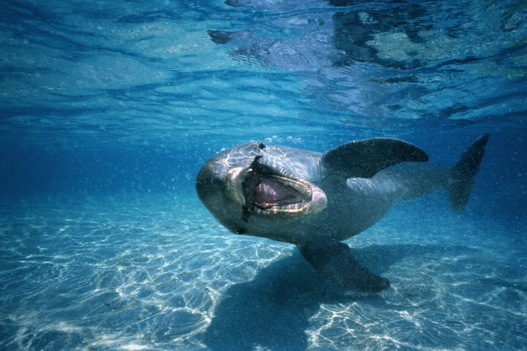 Bottlenose Dolphin