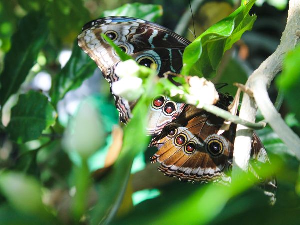 Blue Morpho Butterflies thumbnail