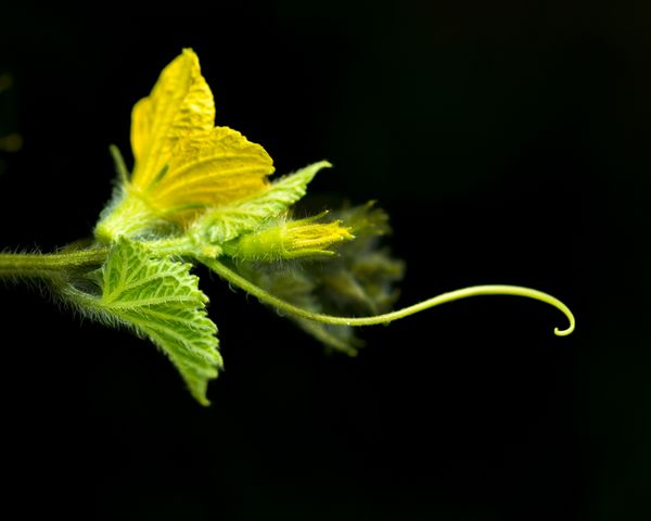 Reaching Tendril thumbnail