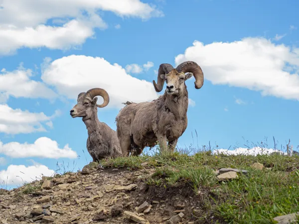 Big Horn Sheep at Logan Pass thumbnail
