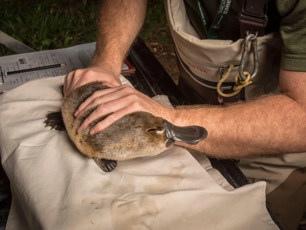 researcher holds platypus