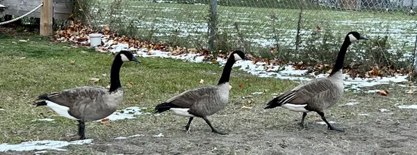 Follow the Leader thumbnail