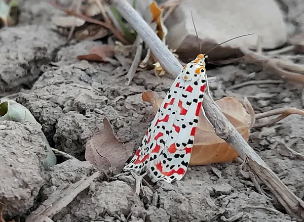 A Little King On The Ground thumbnail