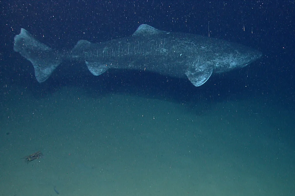 SharkCrop.jpg