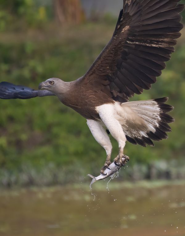 Eagle attack thumbnail