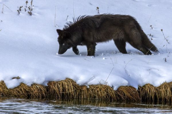 Little Snowball- A black wolf pup explores the banks of the river in freshly fallen snow. thumbnail