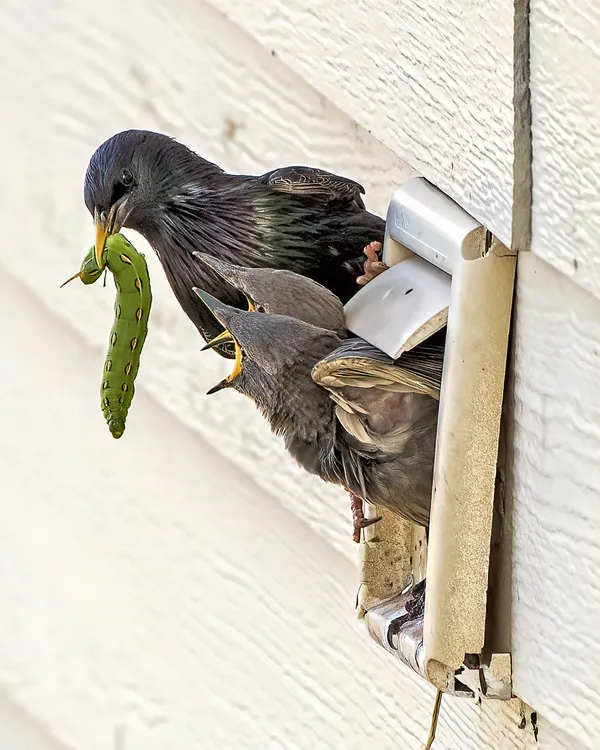 Breakfast for Hungry Starling Chicks thumbnail