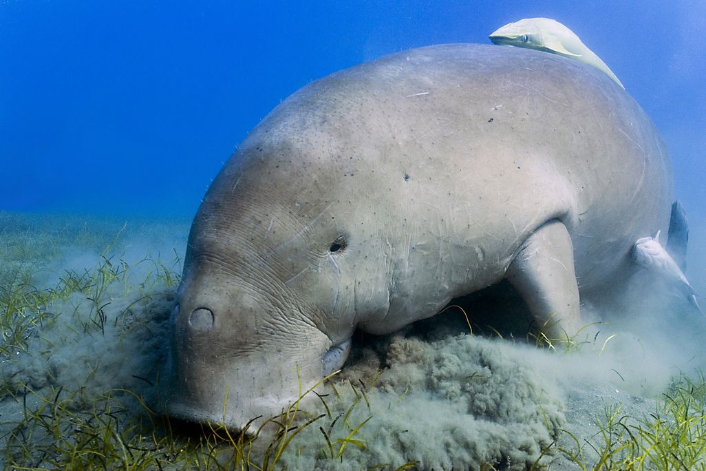 A dugong