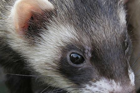 Ferrets react to flu much like humans do.