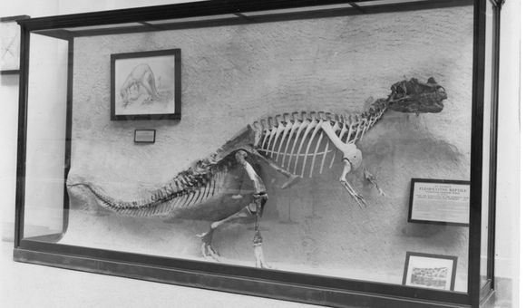 The Smithsonian embedded the first Ceratosaurus ever discovered in the wall of the National Museum of Natural History in 1911. It remained stuck in the wall for more than 100 years. (Smithsonian Institution)