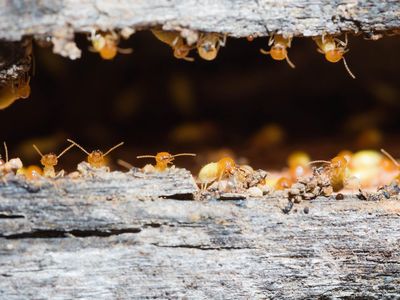 Ants and honey bees have been observed reproducing without males before, and now all-female termite colonies join the asexual group. 