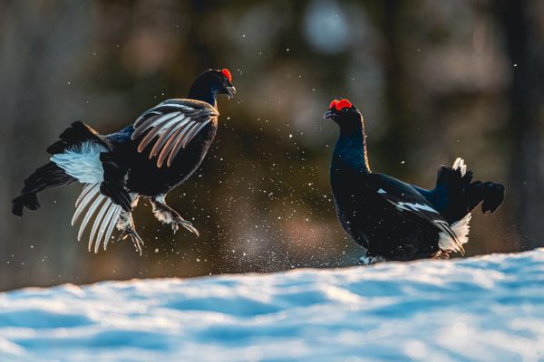 Grouse Fight thumbnail