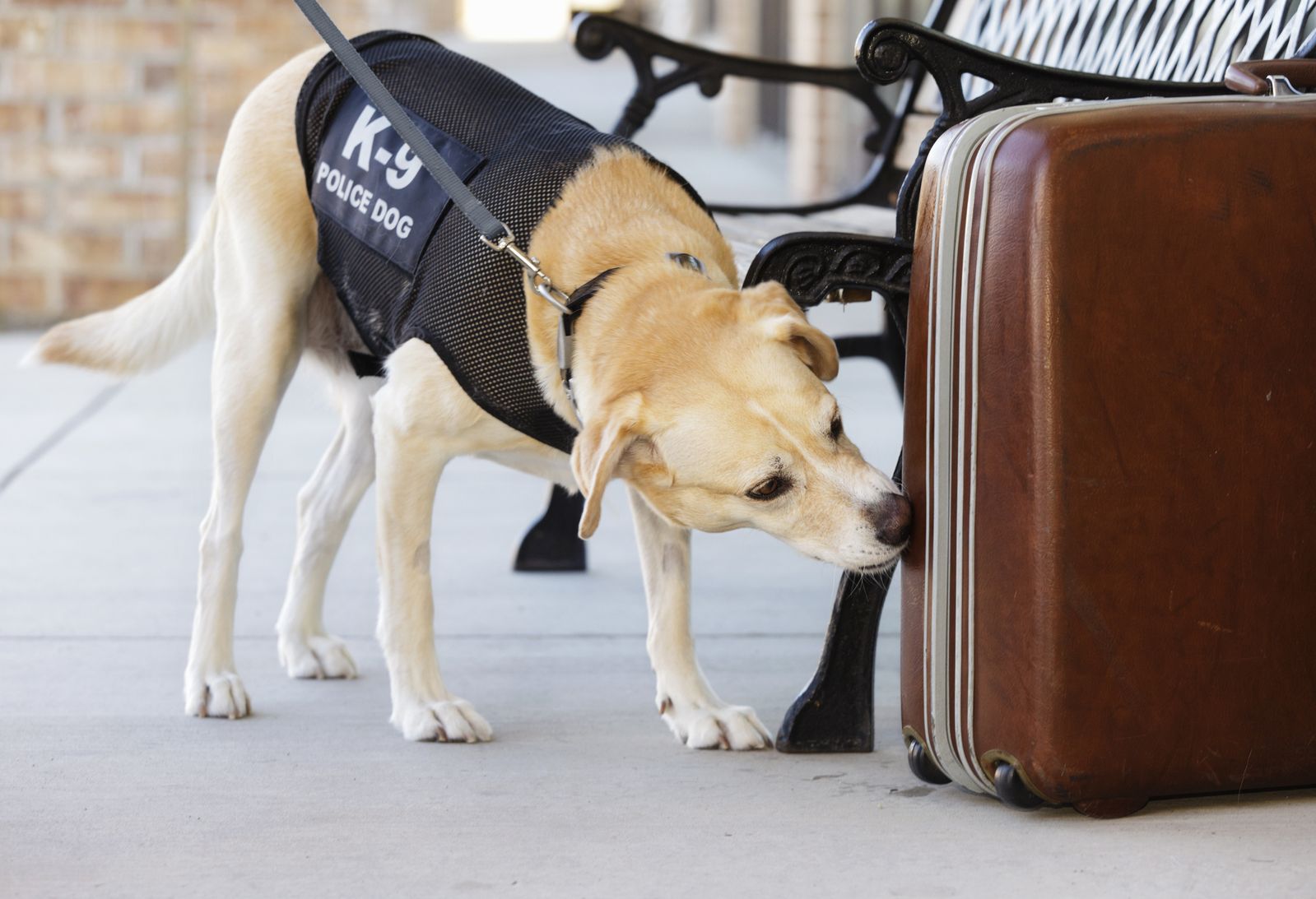 U.S. Faces Bomb-Sniffing Dog Shortage