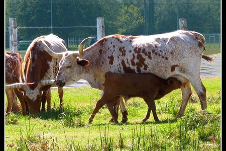 Longhorn cattle in Houston, Texas.