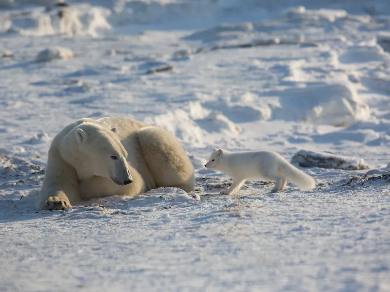 Face off between Arctic Fox and Polar Bear | Smithsonian Photo Contest