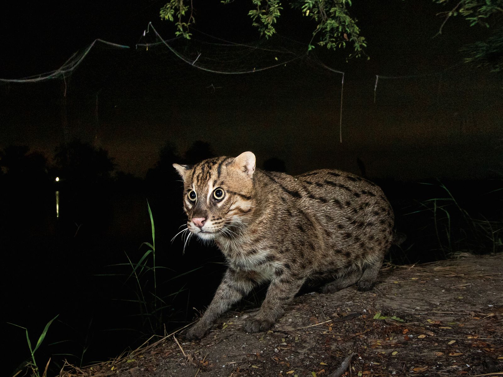 Fishing Cats Face Many Human Threats. What Can Be Done to Save Them?, Science