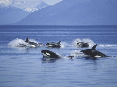 A pod of orcas surfaces in Alaska&#39;s Frederick Sound