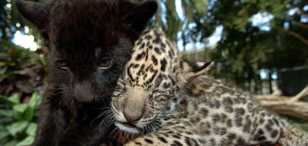 Jaguar cubs