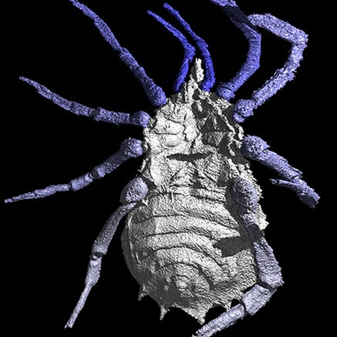 Picture of the Week — Ancient Spider in 3-D