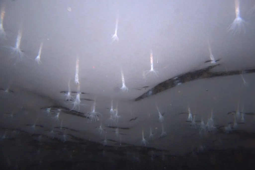 01_21_2014_anemones in antarctica.jpg