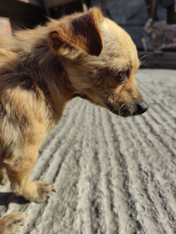 Small dog in the sun thumbnail