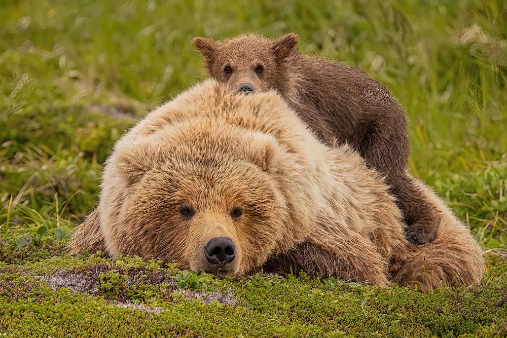 A bear cub lays on top of it's mother