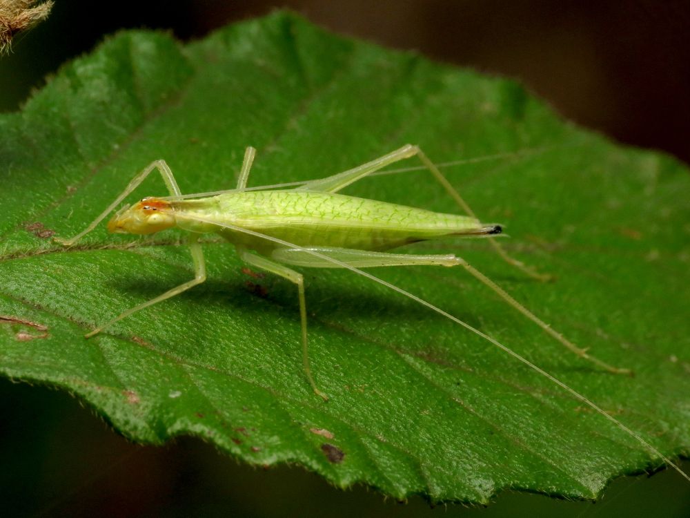 A close-up photo of a bright yellow-green cricket sitting atop a large green leaf. 