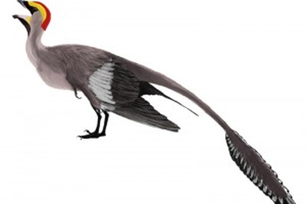 20110520083245Jeholornis_mmartyniuk_wiki-300x224.jpg