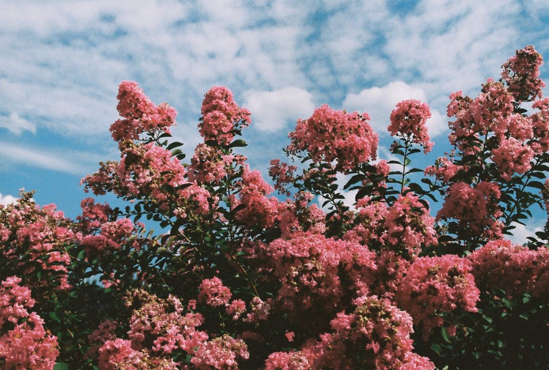 Flowers in a Suburban Neighborhood | Smithsonian Photo Contest ...