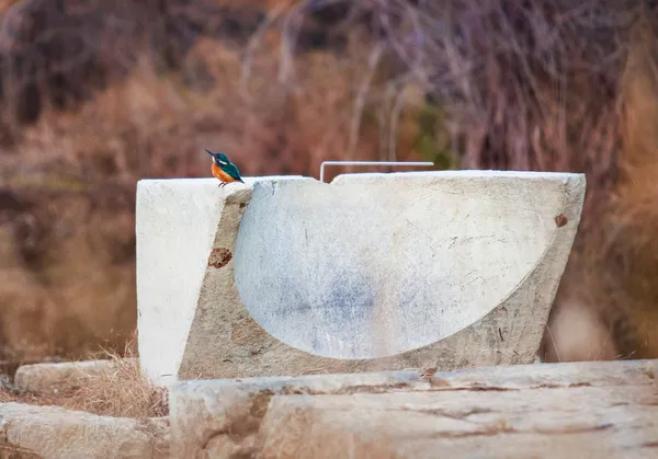 ancient sundial and kingfisher thumbnail